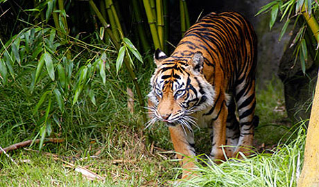 A majestic tiger with bold orange and black stripes walks through lush green bamboo forest, eyes focused and alert.