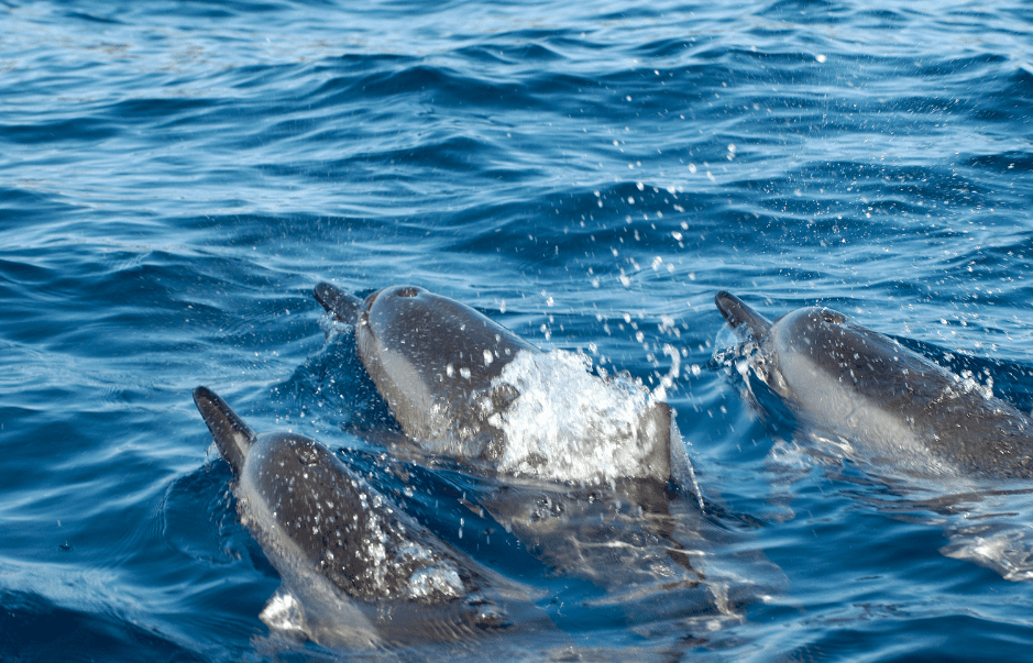 Spinner Dolphin | NOAA Fisheries - Clip Art Library