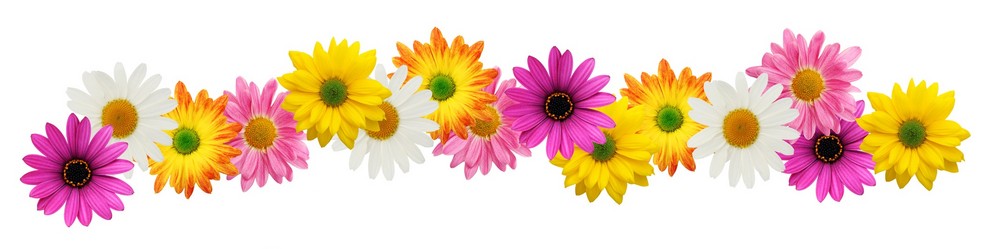 Colorful daisy border with pink, yellow, orange, and white flowers on white background