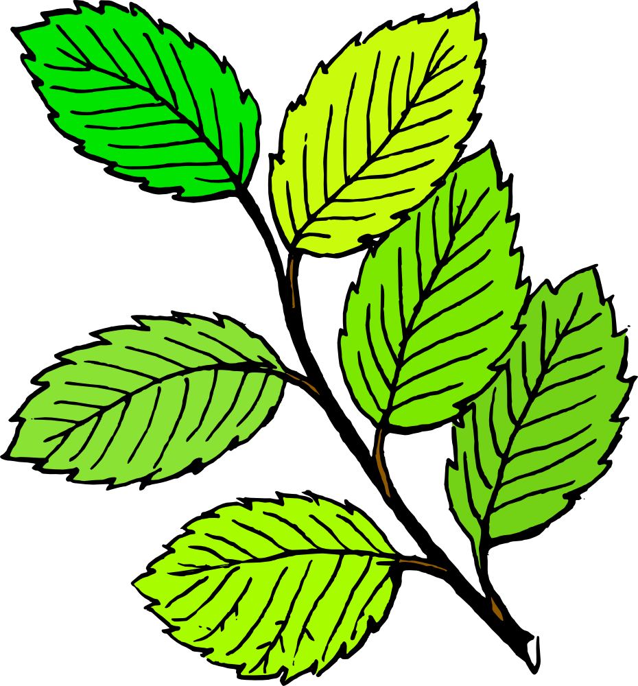 Green Leaf Branch Illustration - Botanical Clip Art for Education & Design