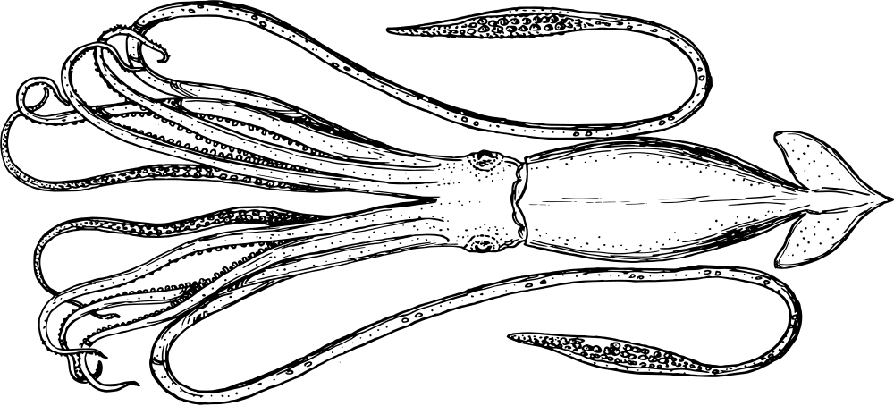A blank black image with no visible content or detail.