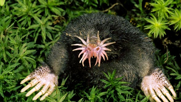 Star-Nosed Mole: Nature’s Most Unusual Sensory Specialist