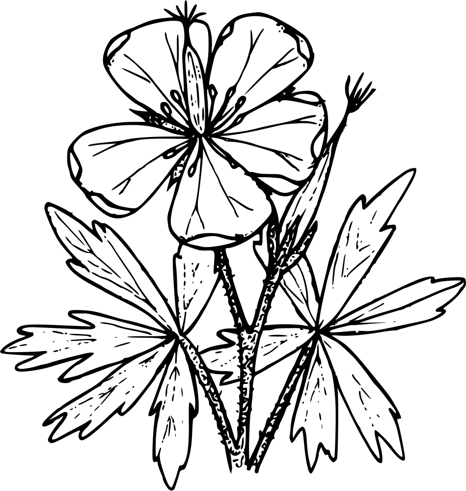 Blank Image Placeholder - Default Visual Asset