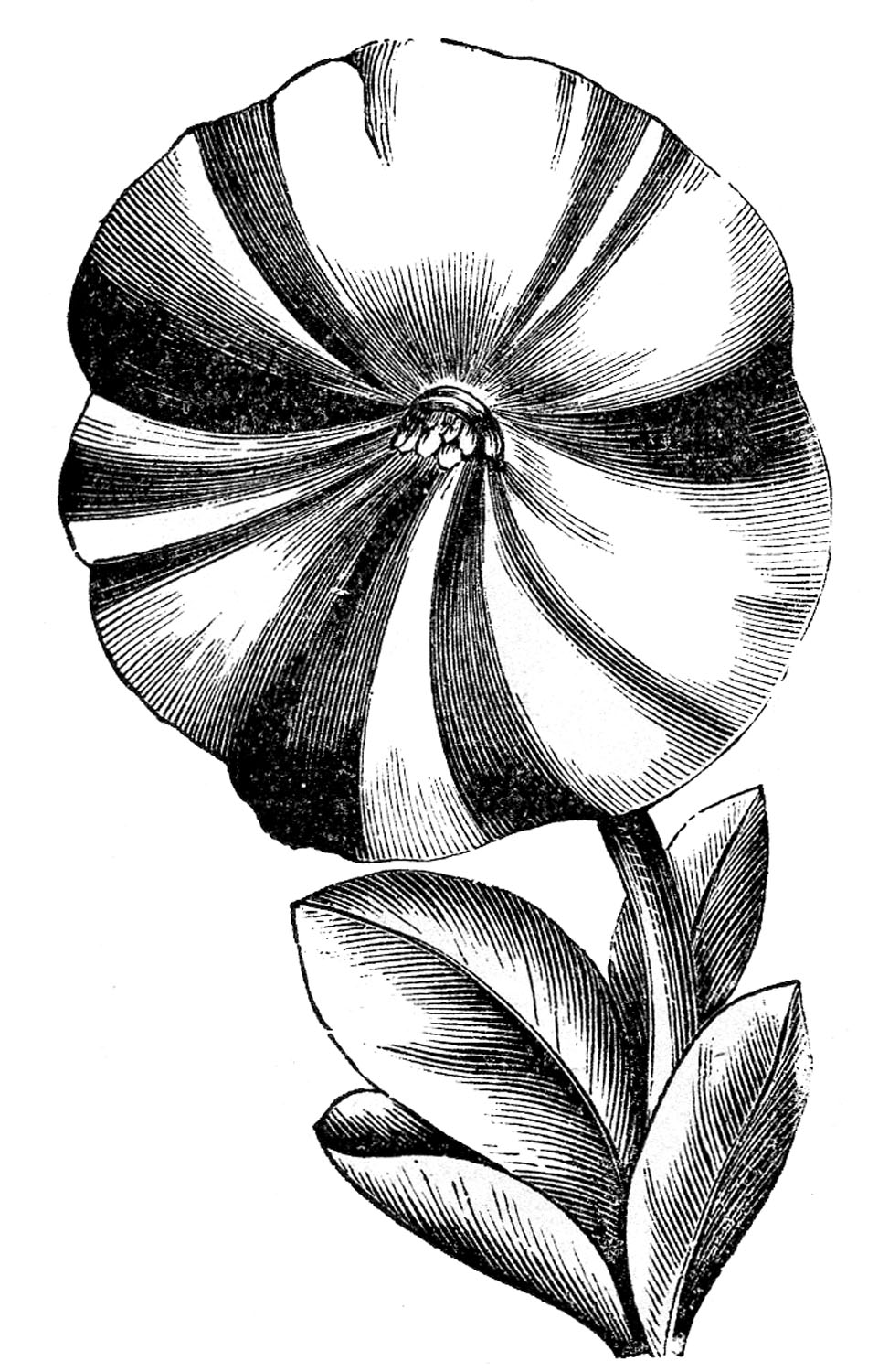 Vintage Botanical Illustration of Striped Flower - Engraved Floral Art