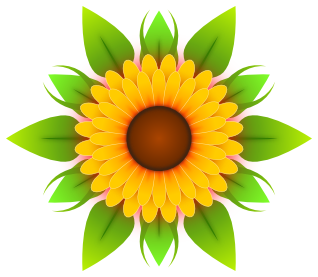 Vibrant yellow sunflower with layered petals and green leaves on white background.