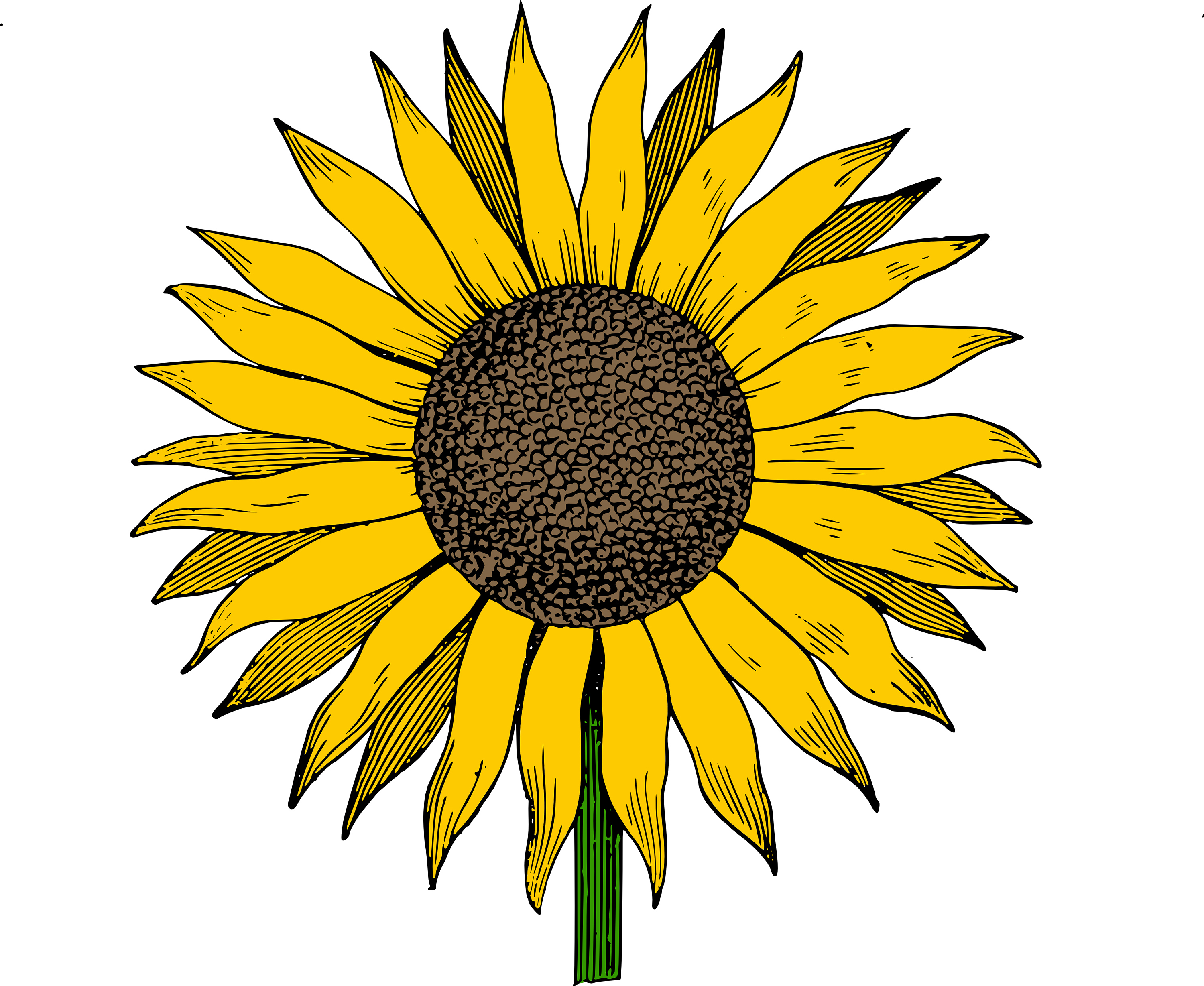 Sunflower Illustration - Free Clipart for Nature & Gardening Projects