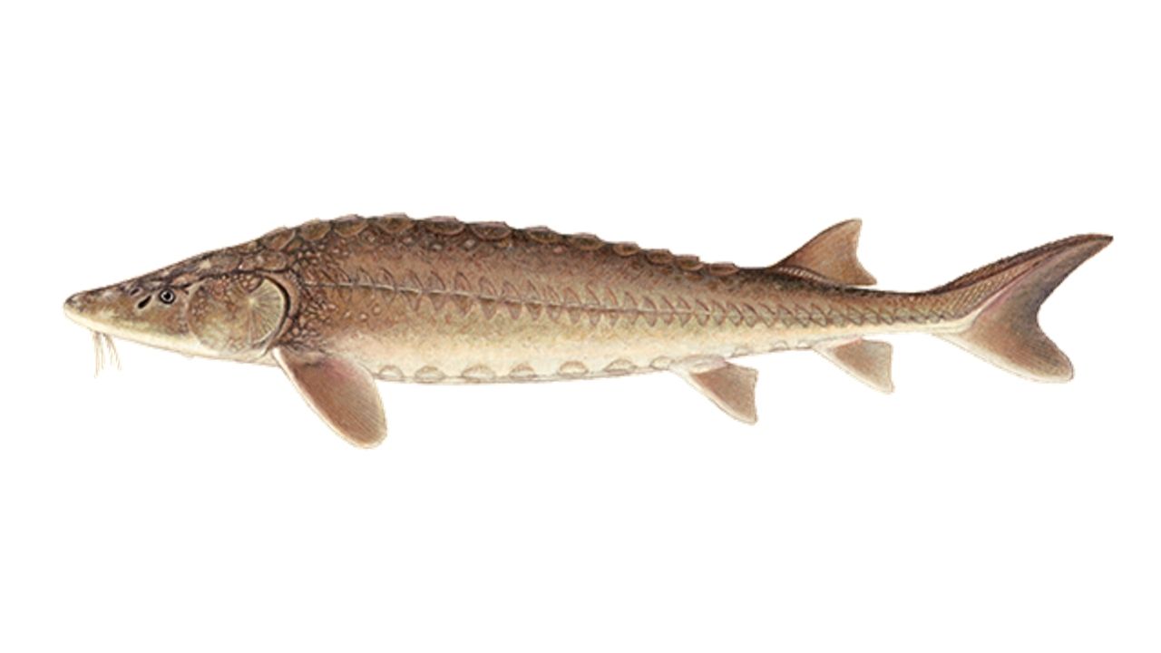 Shortnose Sturgeon Tail