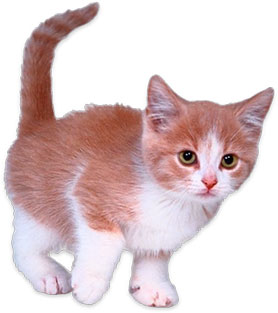 Adorable orange-and-white kitten standing alert on white background, with bright green eyes and fluffy tail raised.