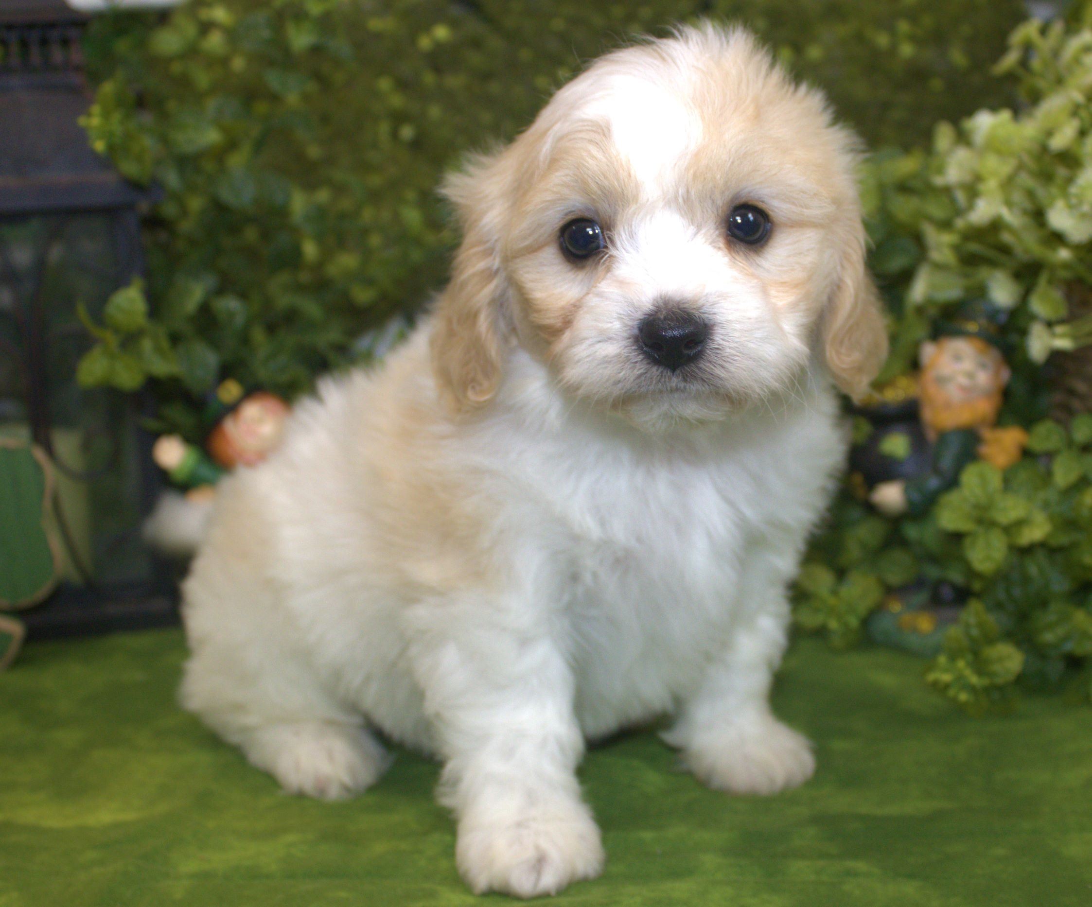Cute Cavapoo Puppy for Sale | Fluffy, Friendly Companion