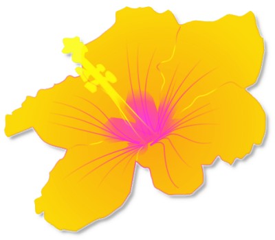 Vibrant yellow hibiscus flower with a magenta center and prominent stamen, isolated on white background.