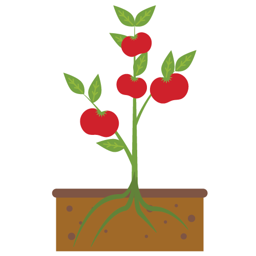 A cartoon-style tomato plant with red fruits, green leaves, and roots in brown soil inside a rectangular planter.