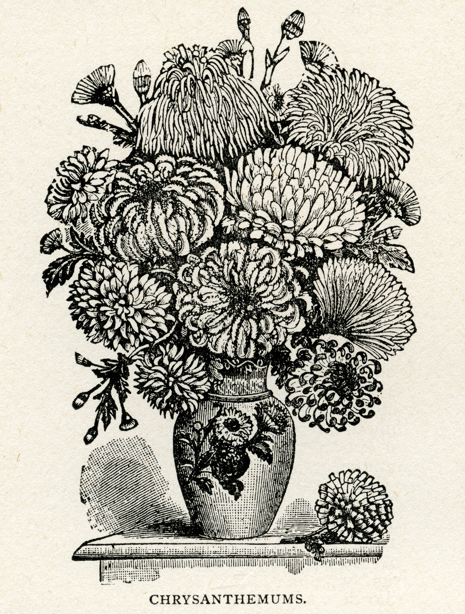 Vintage Chrysanthemum Illustration - Botanical Art Print & Historical Reference