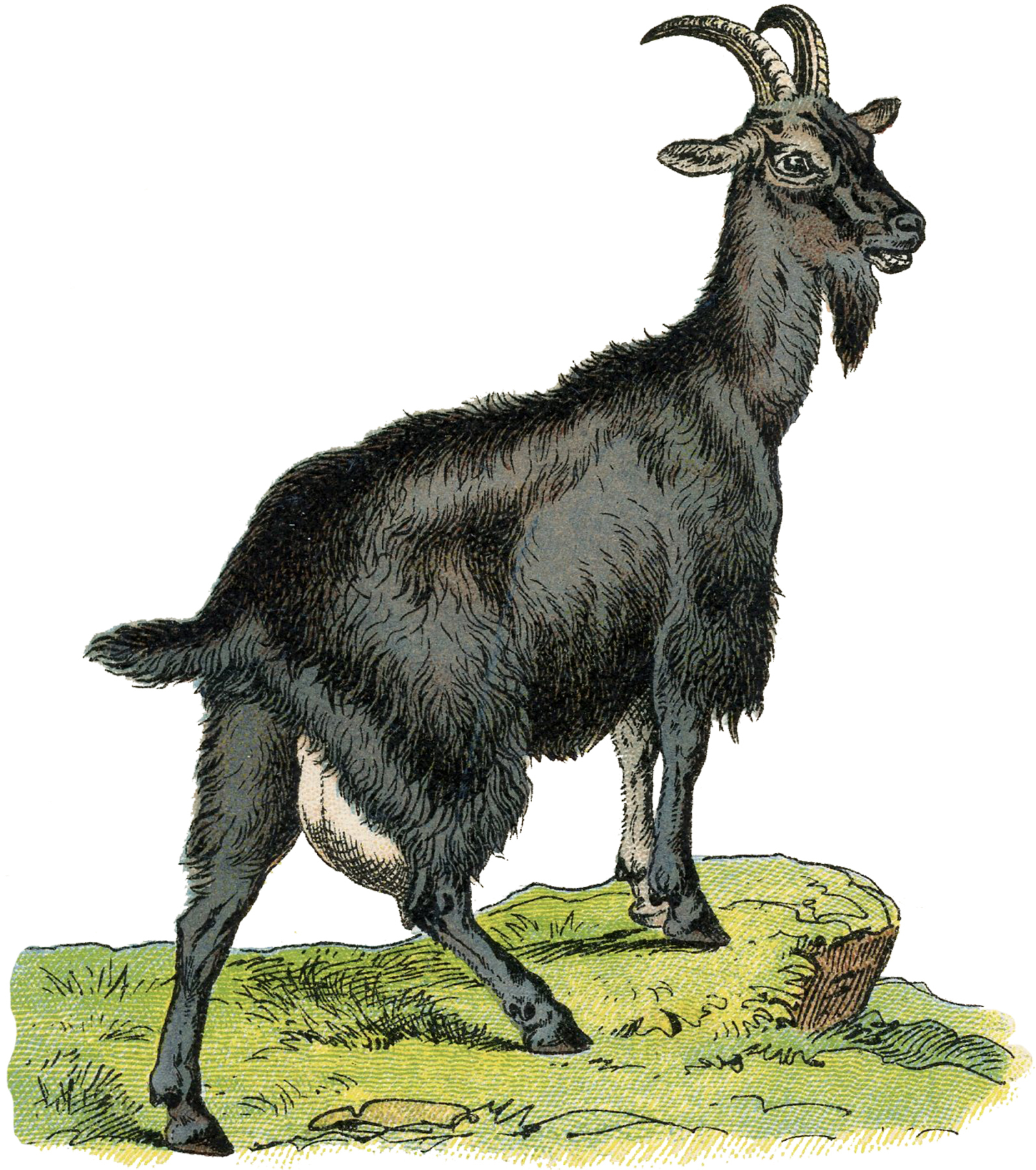 show-goats-clip-art-library