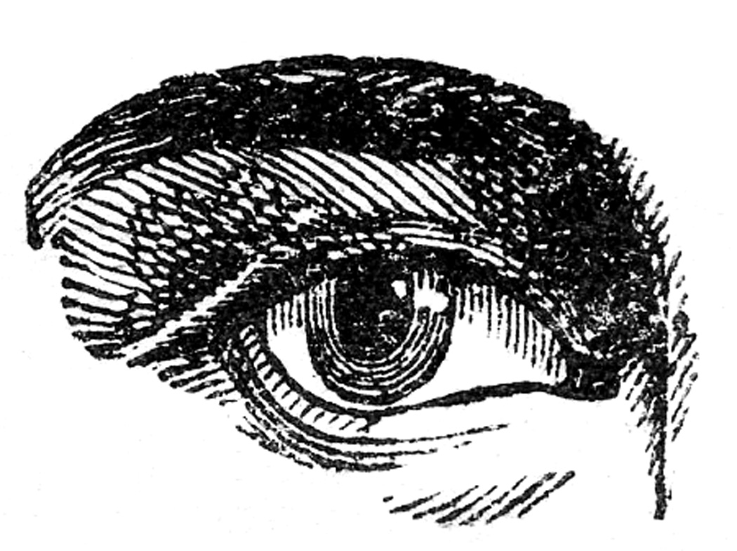 Classic Illustration of the Human Eye - Artistic Anatomy Detail