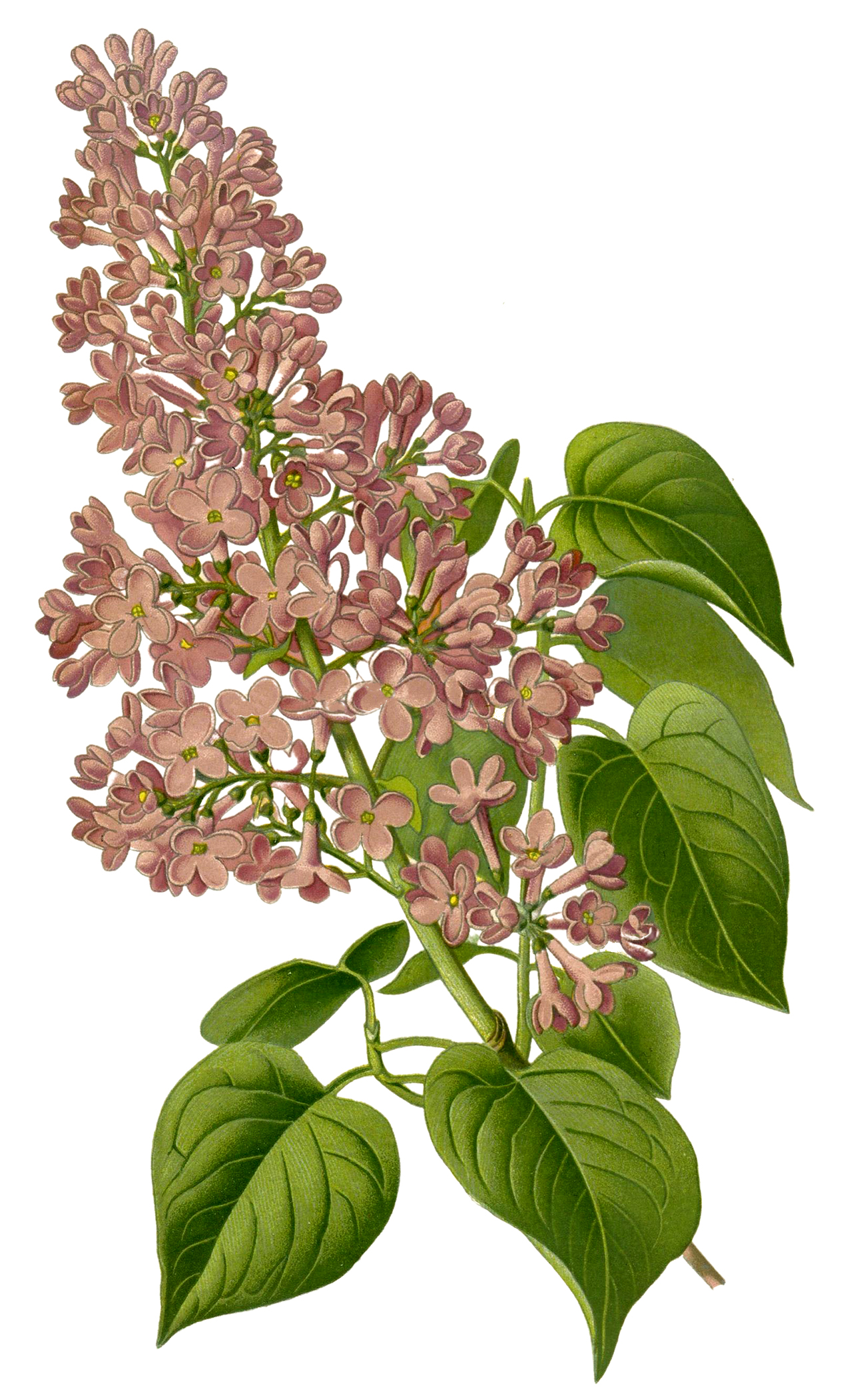 Botanical illustration of a pink lilac flower cluster with green leaves, detailed vintage-style drawing.