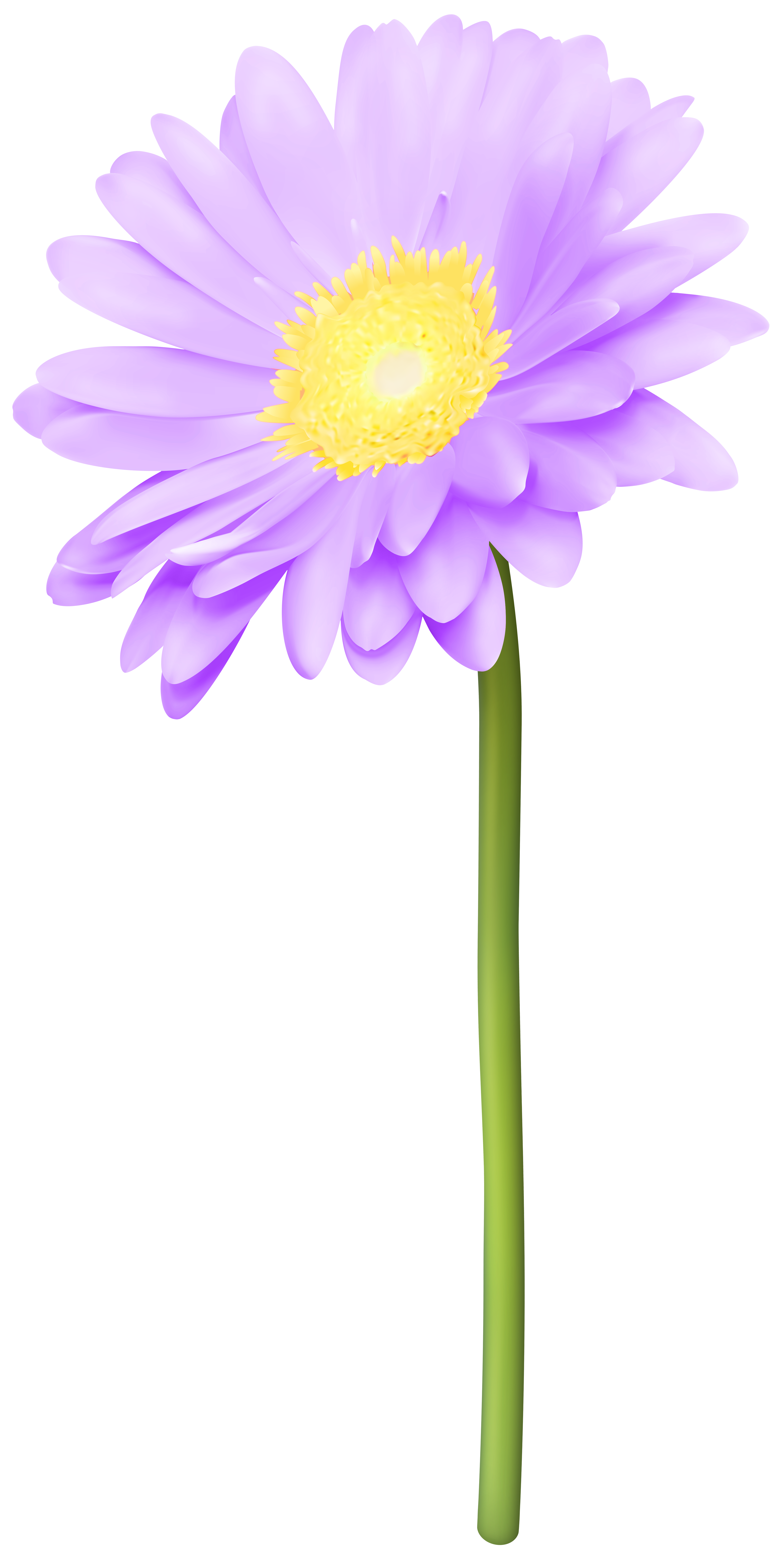 A vibrant purple daisy with a bright yellow center and green stem, isolated on white background.