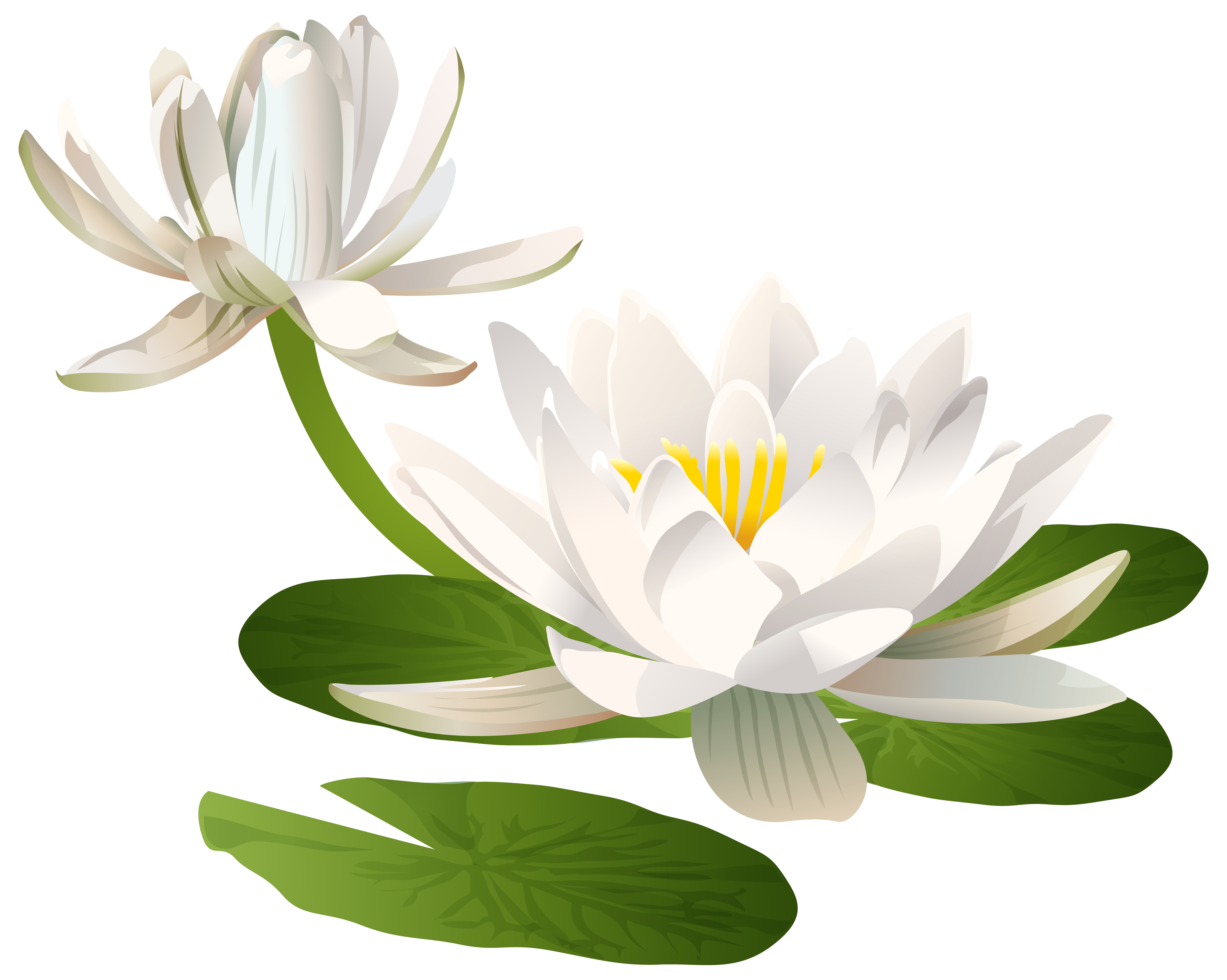White Water Lily - Serene Aquatic Bloom for Garden & Design Inspiration
