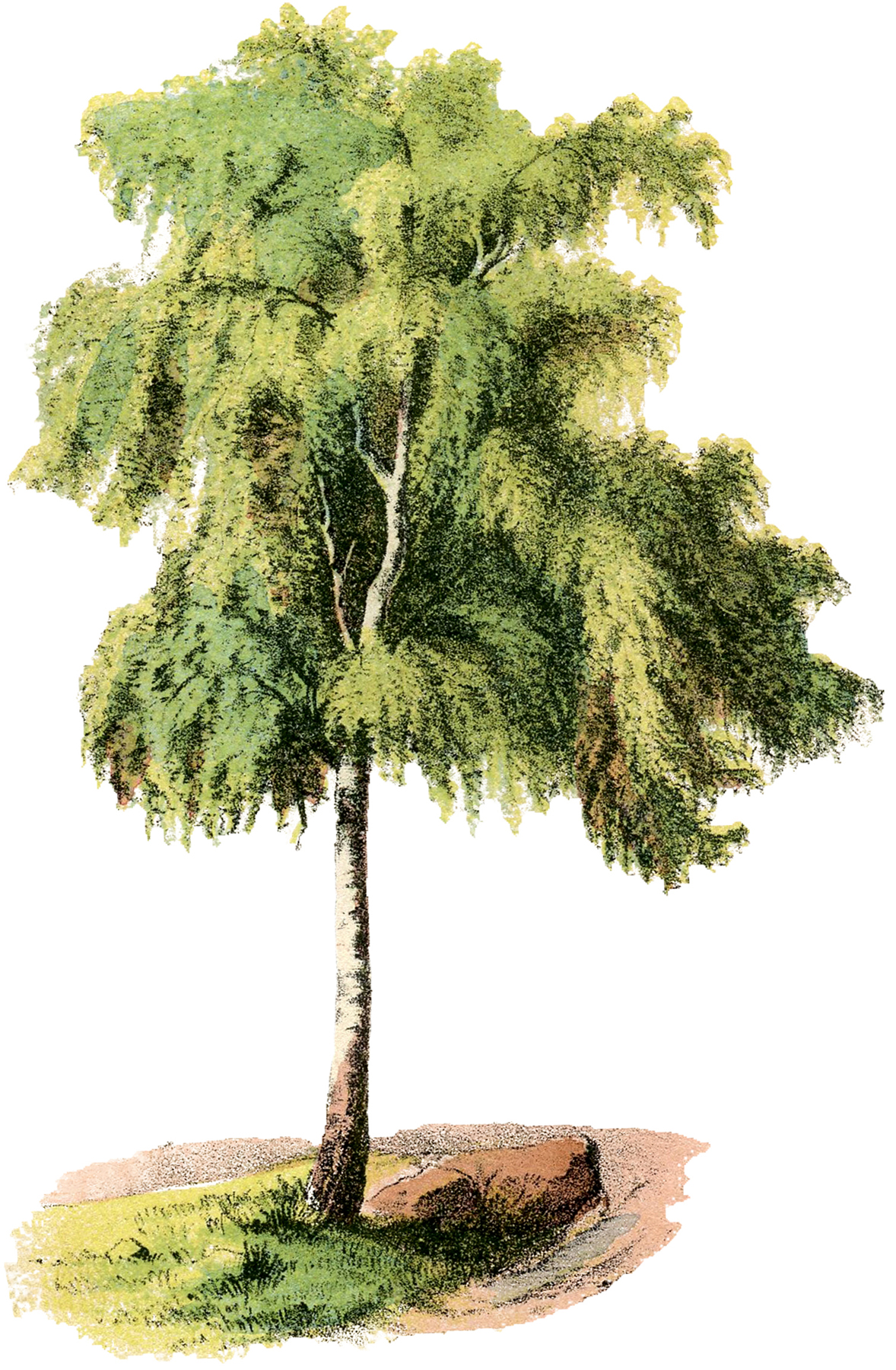 Illustrated weeping birch tree with light bark, lush green foliage, and a rocky base on grassy ground.