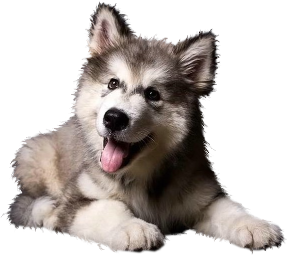 Fluffy gray and white Alaskan Malamute puppy lying down with tongue out, smiling against black background.