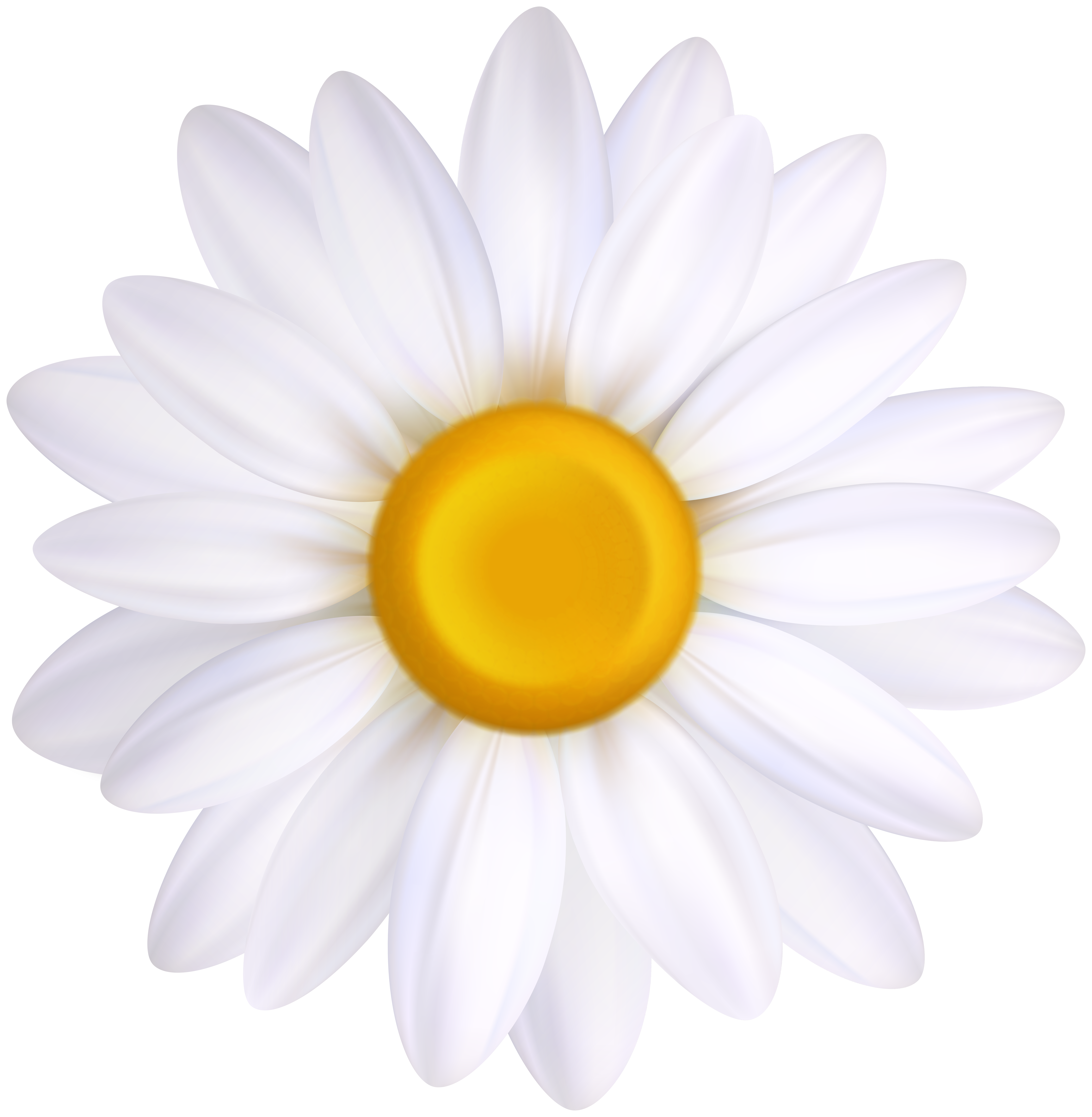 A vibrant white daisy with a bright yellow center, rendered in high-detail 3D style against a transparent background.