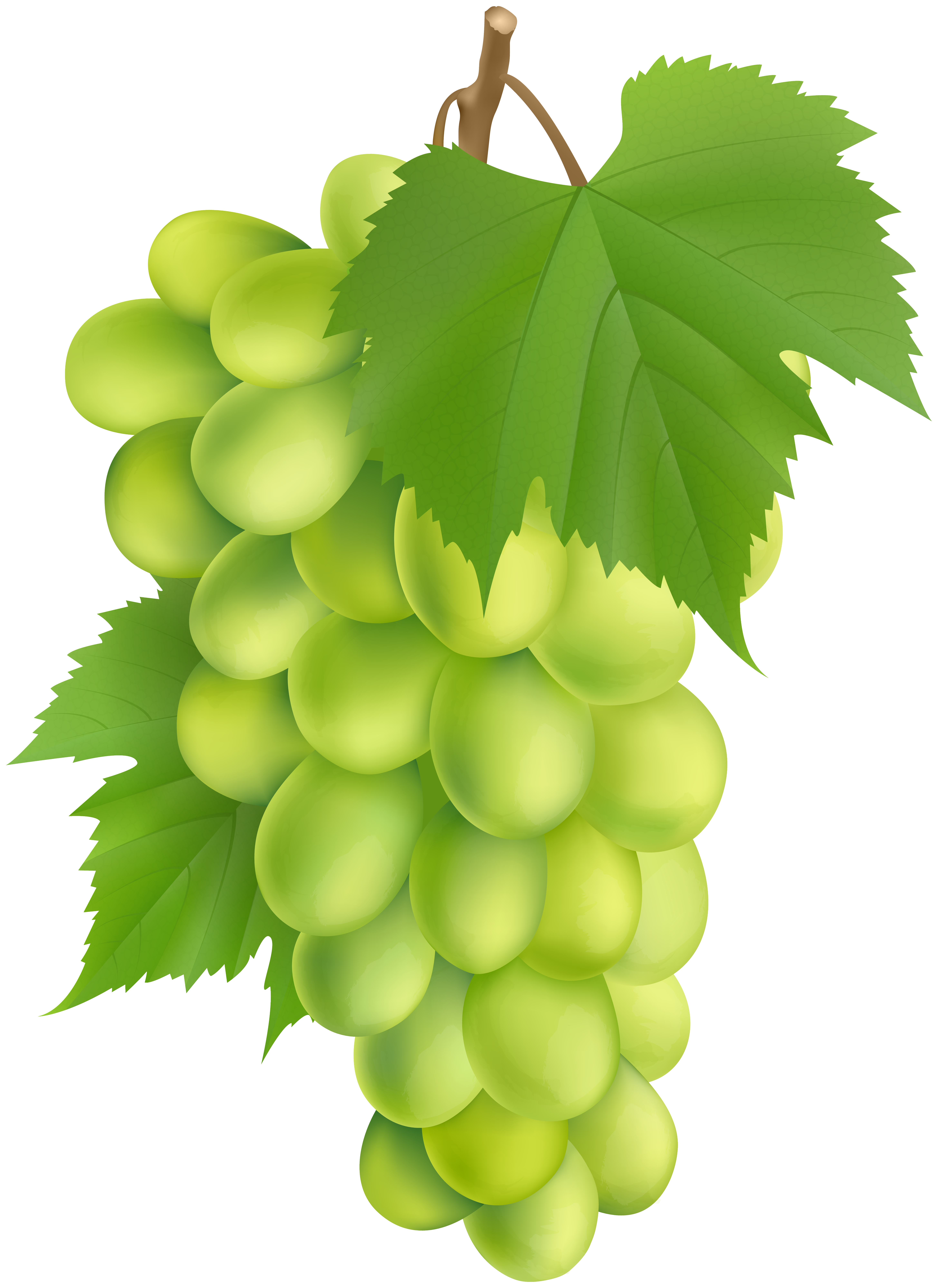 A fresh bunch of green grapes with vibrant leaves, glossy and ripe, hanging from a stem.