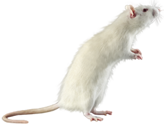 A white laboratory rat standing upright on its hind legs, alert and curious against a transparent background.