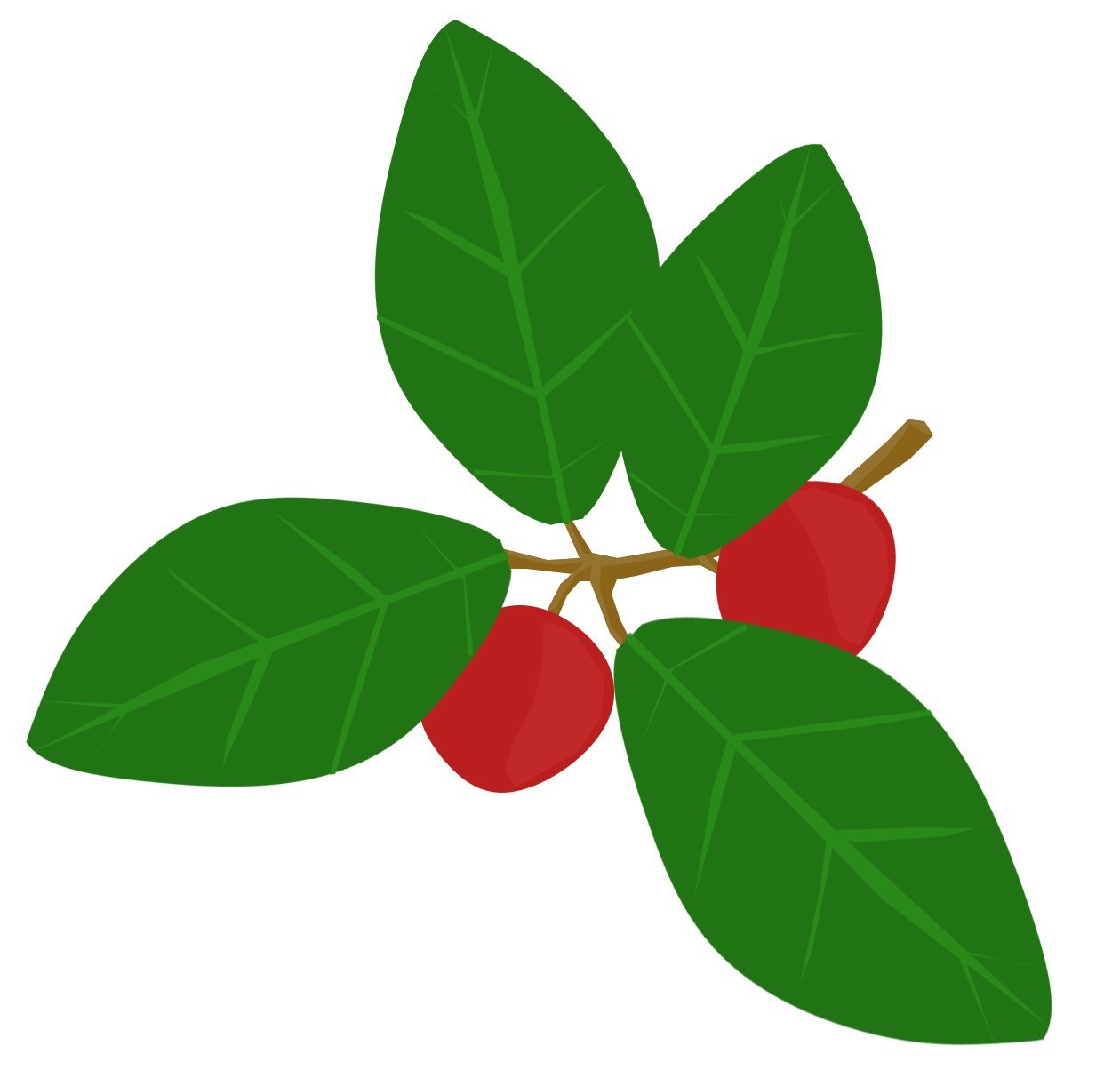 Coffee Plant Illustration - Green Leaves and Red Cherries