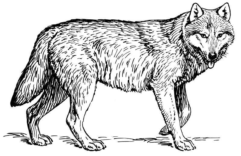 Placeholder Image - No Content Displayed