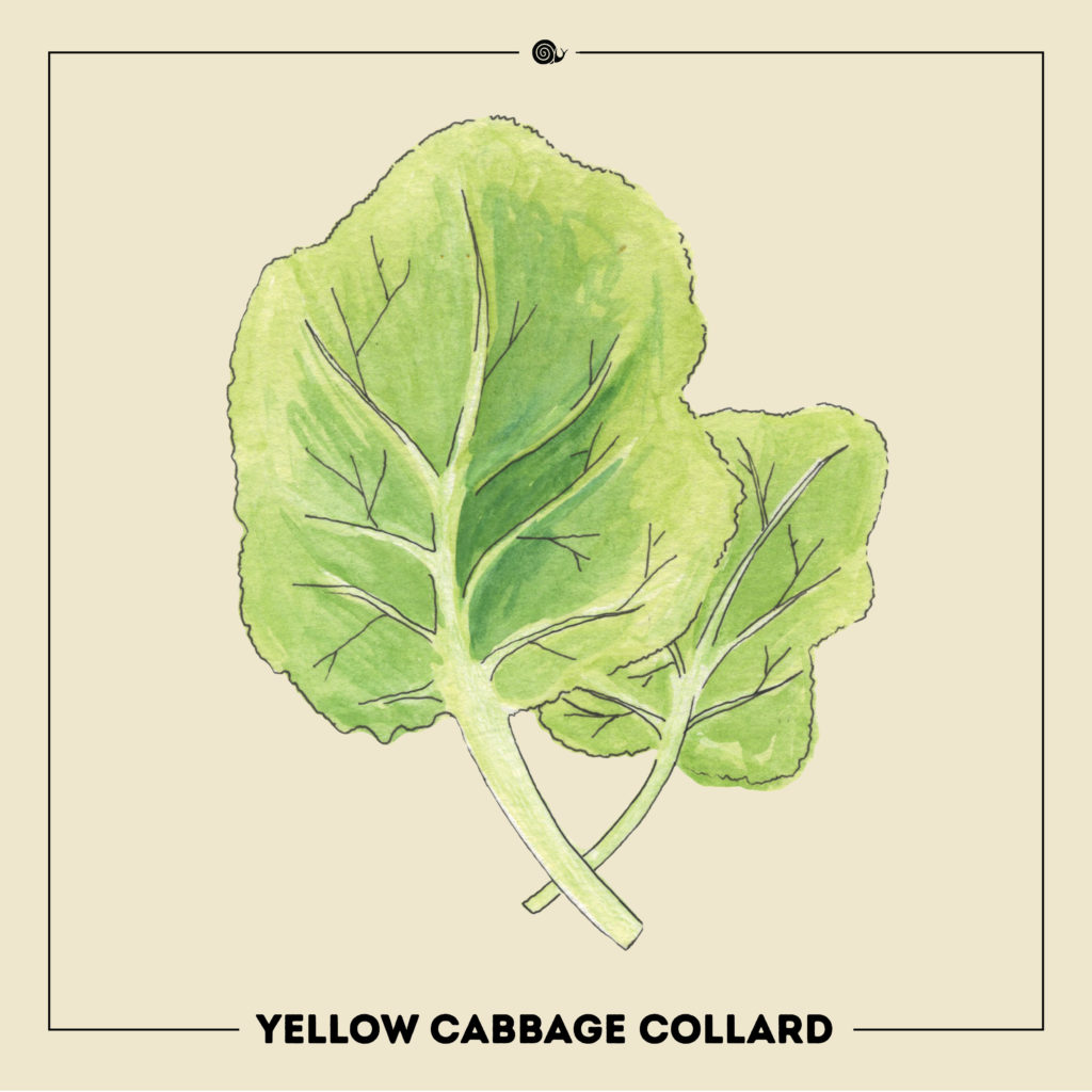 Yellow Cabbage Collard Greens - Illustration & Botanical Guide