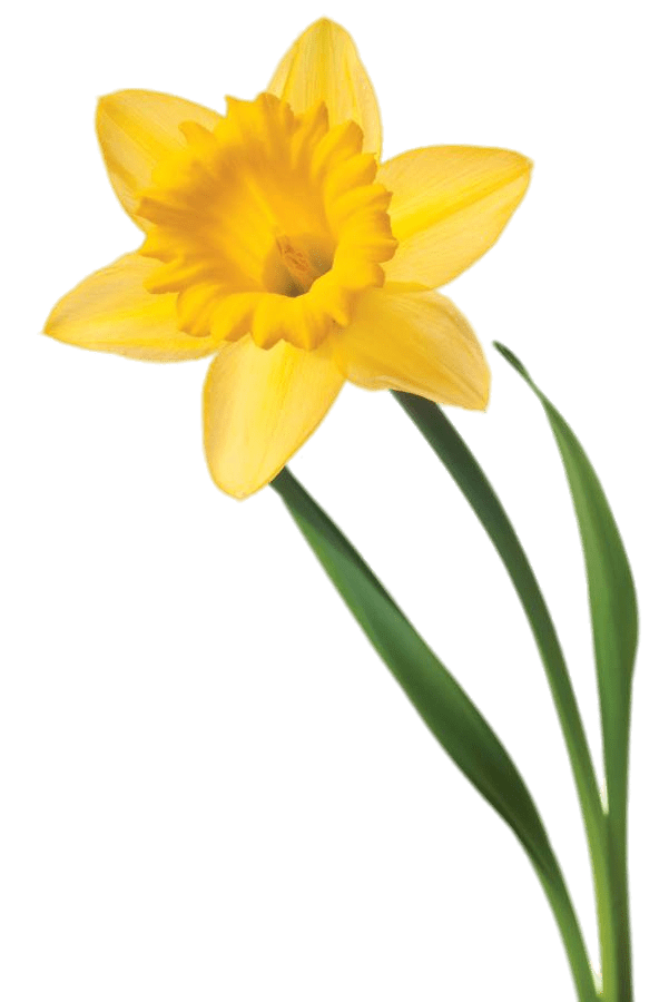Yellow Daffodil Flower - Symbol of Spring and Renewal