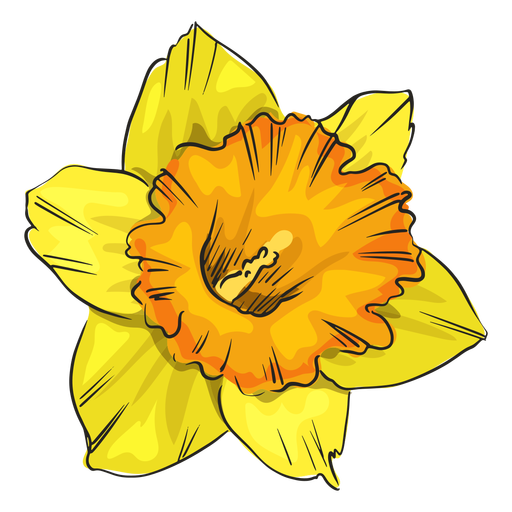 Daffodil - A Symbol of Spring and Renewal