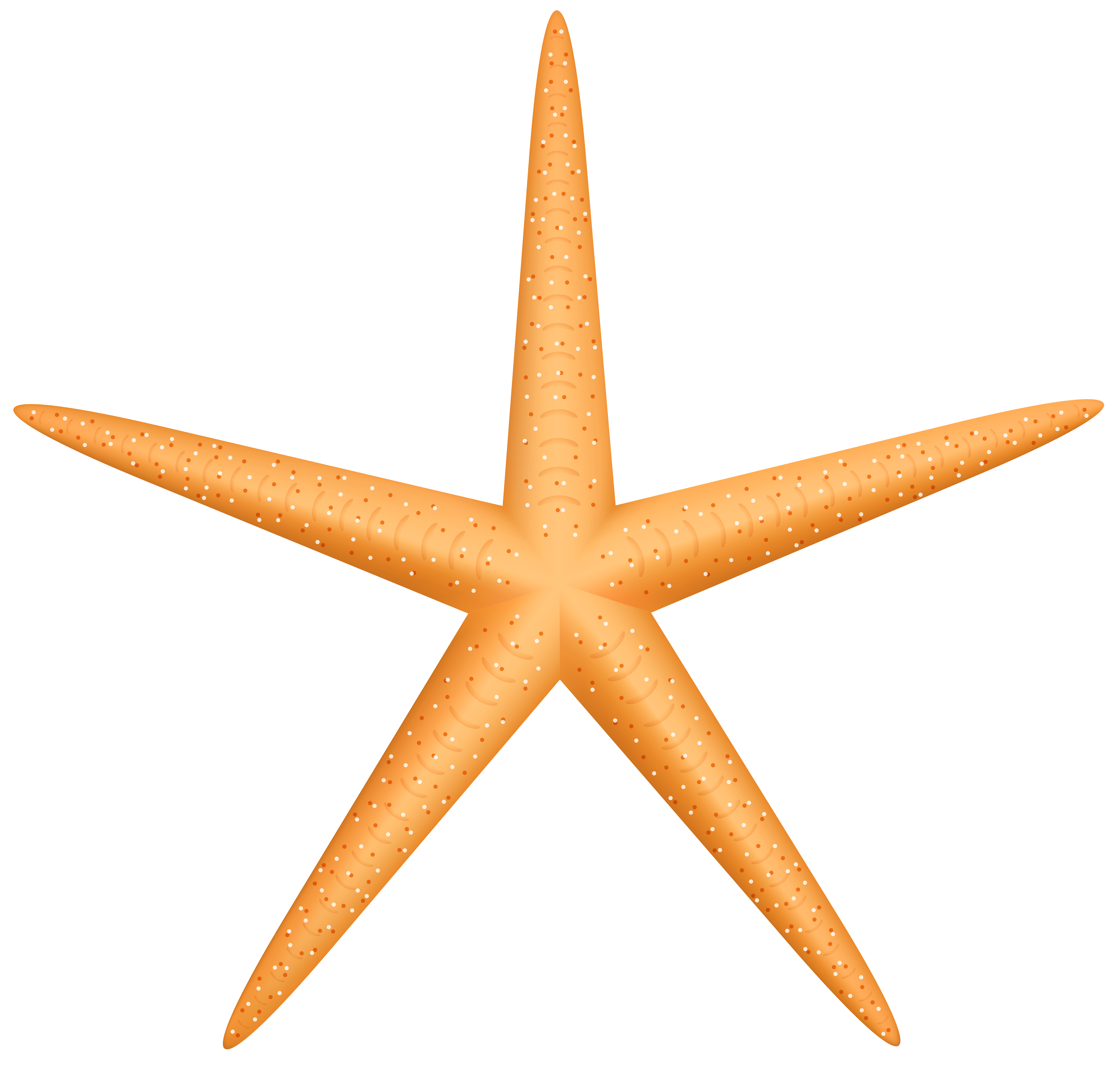 Orange Starfish Illustration - Marine Life Art for Education & Design