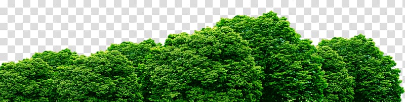 Lush green treetops with dense foliage against a transparent background, ideal for nature-themed designs.