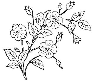 Black-and-white line drawing of a flowering plant with five-petaled blossoms, leaves, and buds on branching stems.