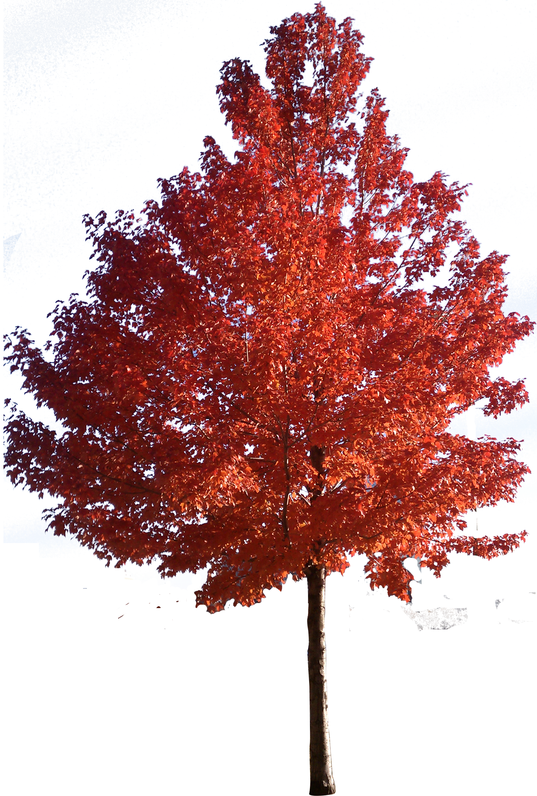 Vibrant red maple tree in full autumn foliage against a clear blue sky.