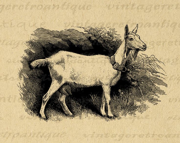 Vintage Goat Illustration - Antique Engraving for Farm & Rural Design