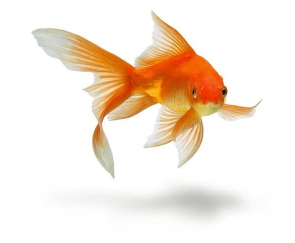 Goldfish Image - High-Quality Photo for Aquarium & Pet Content