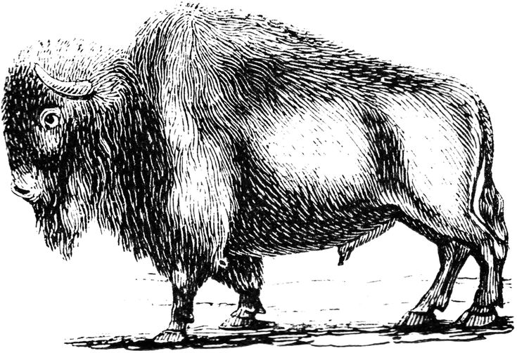 Black-and-white line drawing of a bison in profile, showing shaggy fur, horns, and sturdy build.