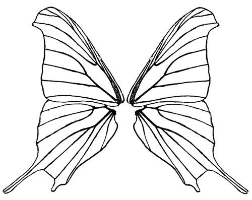 Black-and-white line drawing of symmetrical butterfly wings with detailed venation and elongated tails.