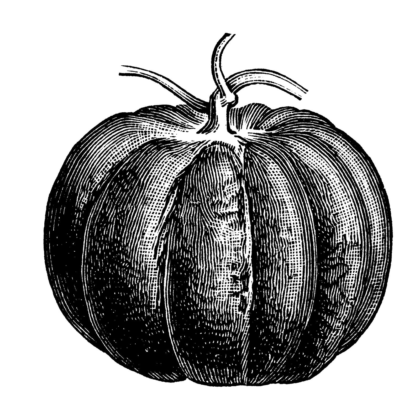 Classic Engraved Pumpkin Illustration - Botanical Art & Design Resource
