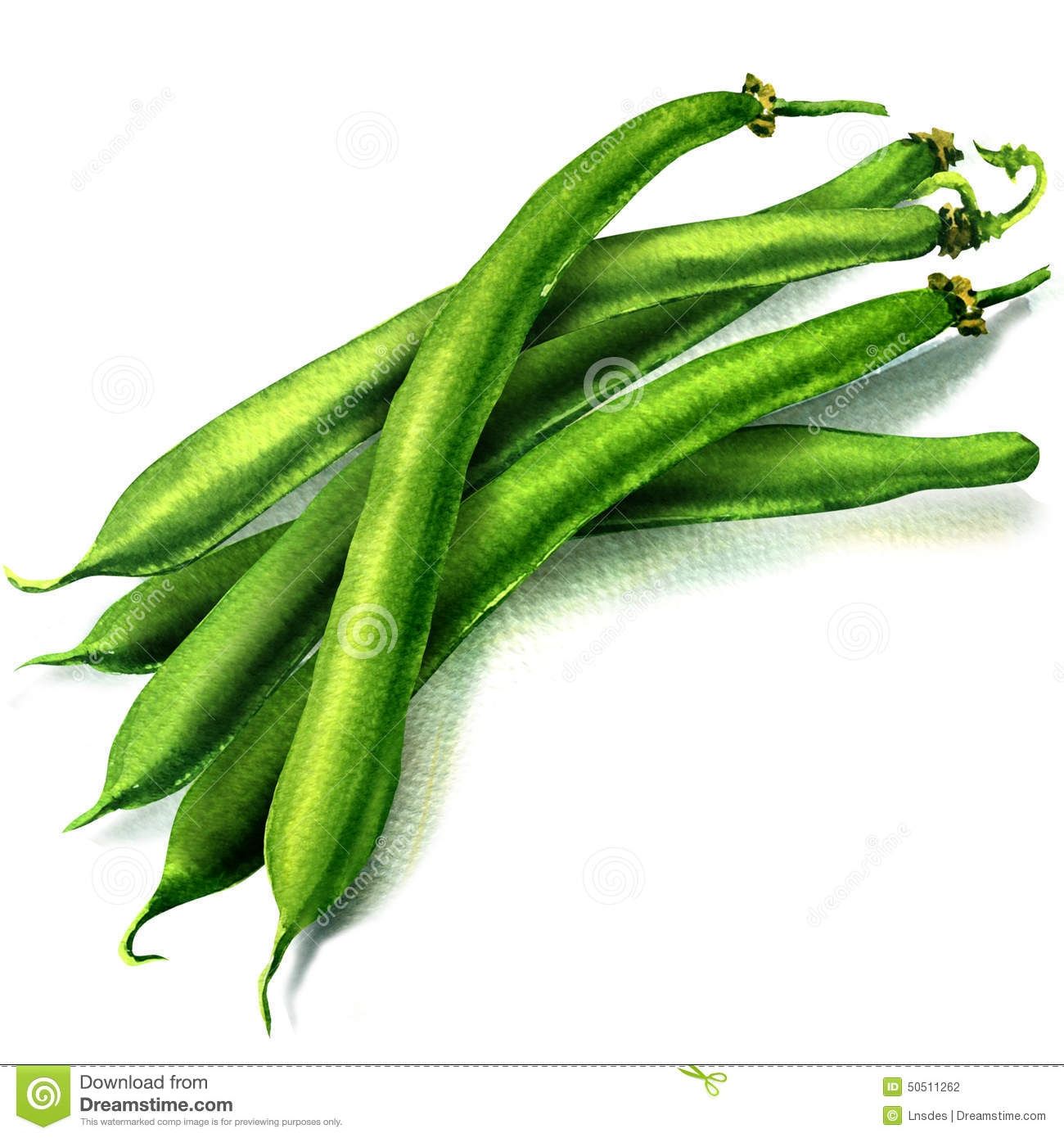 Free Green Bean Cliparts, Download Free Green Bean Cliparts png - Clip ...