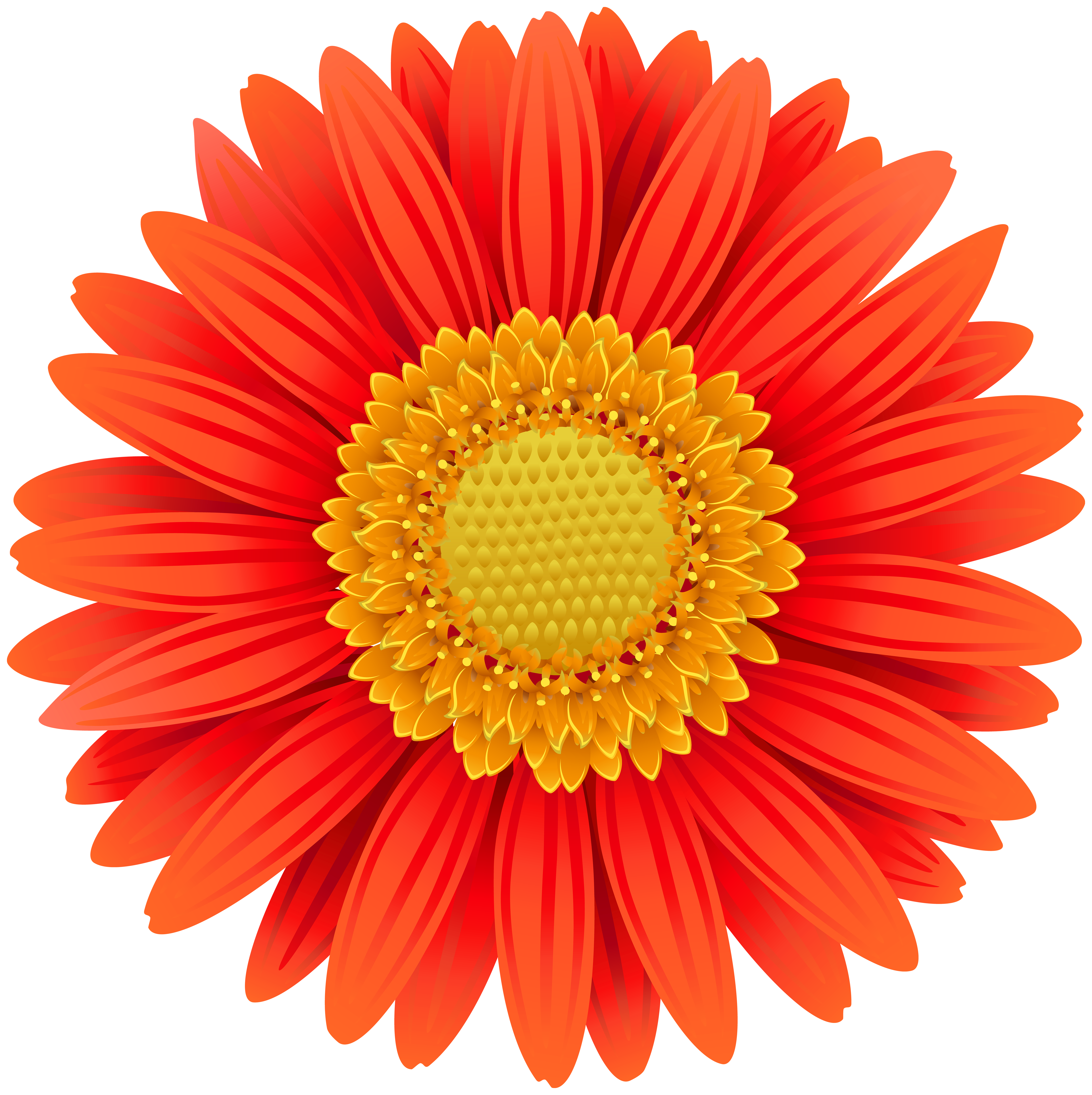 Vibrant red-orange gerbera daisy with golden-yellow center and radiating petals, stylized digital illustration.