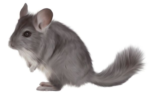 Gray chinchilla with fluffy tail and large ears, sitting upright on white background.