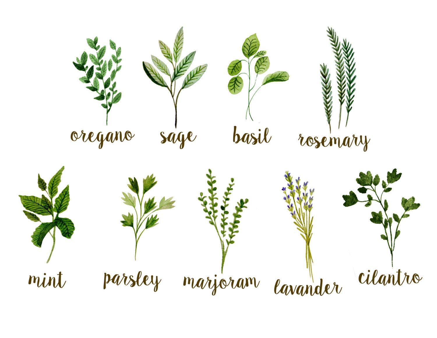 Watercolor illustrations of ten common culinary herbs with labeled names: oregano, sage, basil, rosemary, mint, parsley, marjoram, lavender, cilantro.