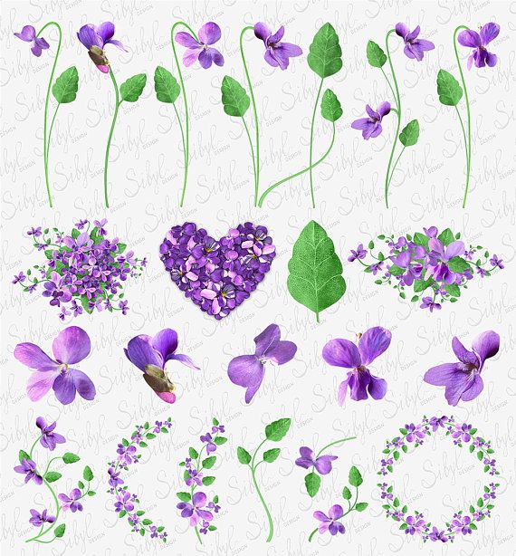 Collection of purple violet flowers, leaves, heart-shaped bouquet, wreath, and floral arrangements on light background.