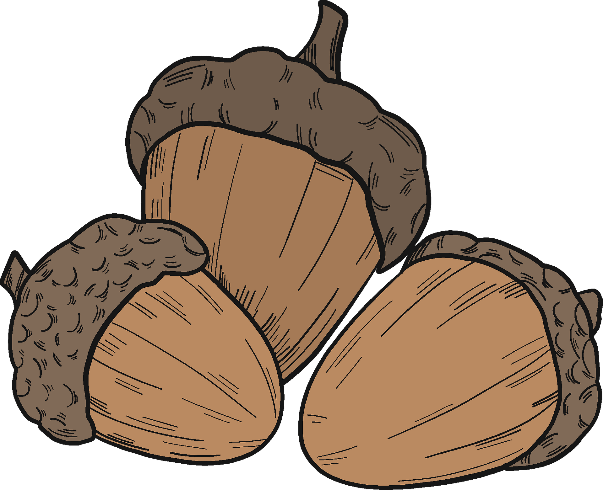 Acorn Cliparts - Free Downloadable Acorn Images and Graphics - Clip Art ...