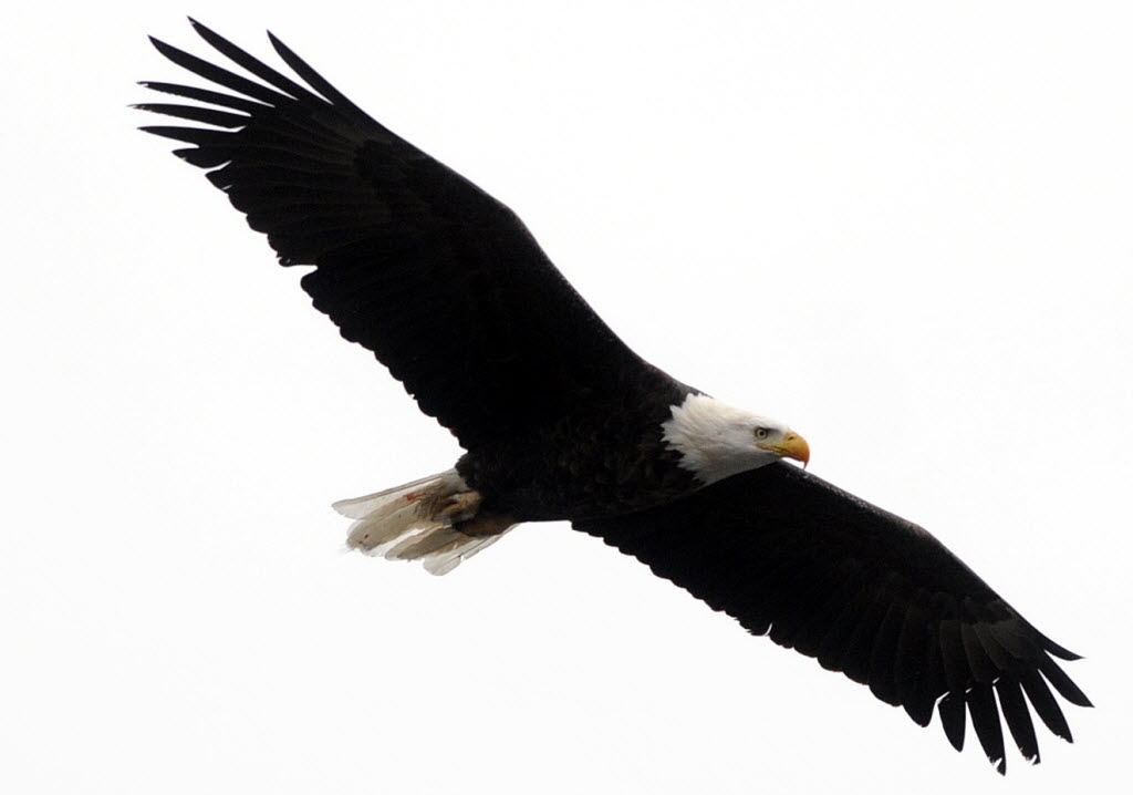 A bald eagle soars with wings fully extended against a bright white sky, showcasing its iconic white head and dark brown body.