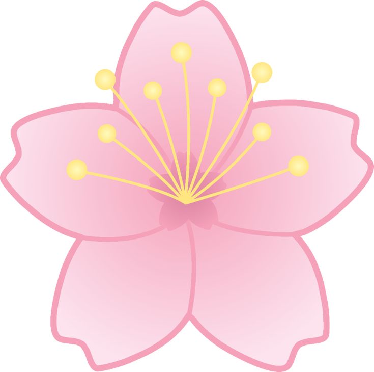 Cherry Blossom Flower Illustration - Free PNG Clipart