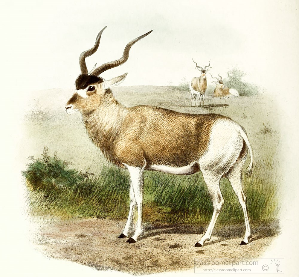 Blackbuck antelope with spiral horns standing in grassland; two others in background.