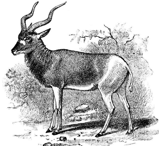 Black-and-white vintage engraving of a spiral-horned antelope, likely a bushbuck, standing in natural habitat with foliage and rocks.